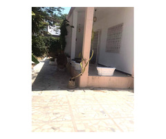 A louer belle villa très bien située à la cité Olympique - 3